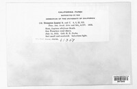Uromyces lupini image